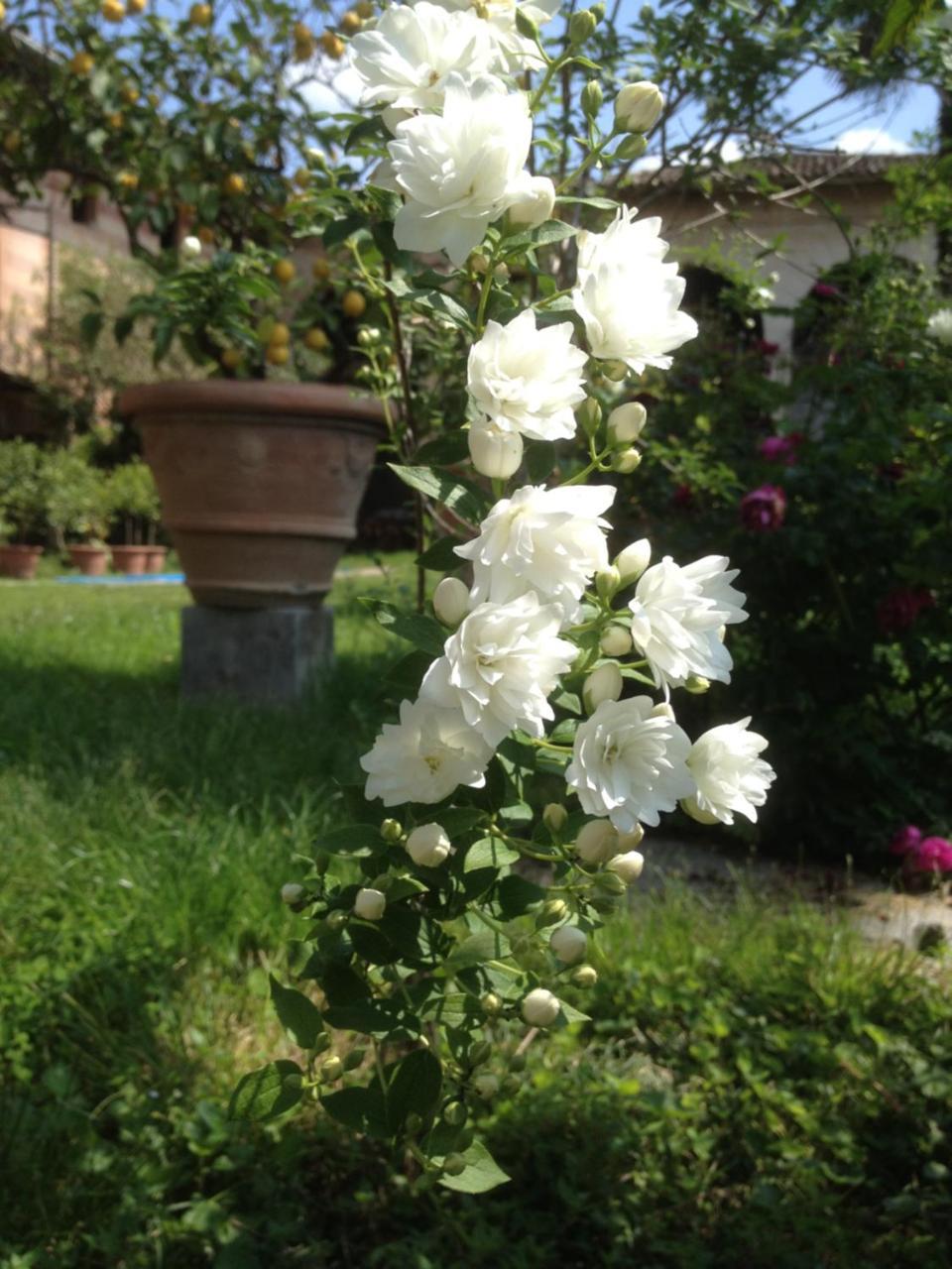 Bed and Breakfast Antica Scuderia Buttrio Esterno foto